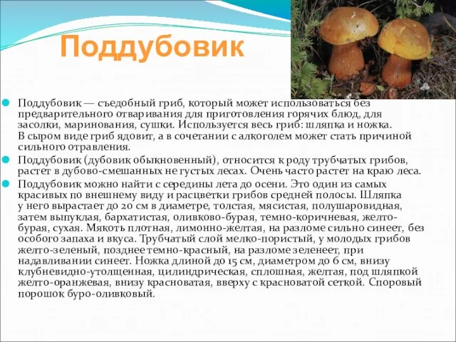 Поддубовик Поддубовик — съедобный гриб, который может использоваться без предварительного