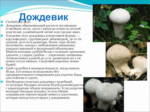 Дождевик Съедобный гриб. Дождевик обыкновенный растет в лиственных и хвойных