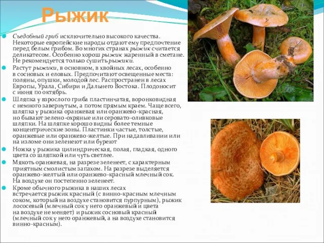 Рыжик Съедобный гриб исключительно высокого качества. Некоторые европейские народы отдают