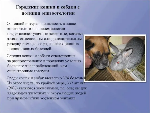 Городские кошки и собаки с позиции эпизоотологии Основной интерес и опасность в плане