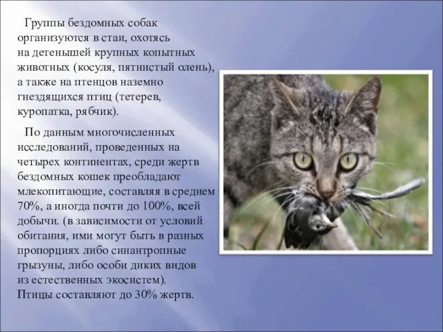 Группы бездомных собак организуются в стаи, охотясь на детенышей крупных копытных животных (косуля,