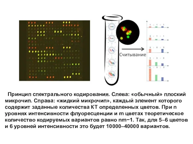 Принцип спектрального кодирования. Слева: «обычный» плоский микрочип. Справа: «жидкий микрочип»,