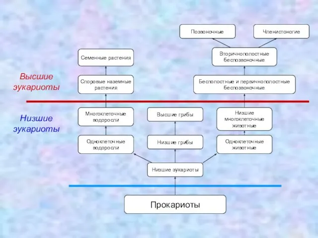 Позвоночные Членистоногие Вторичнополостные беспозвоночные Бесполостные и первичнополостные беспозвоночные Низшие многоклеточные