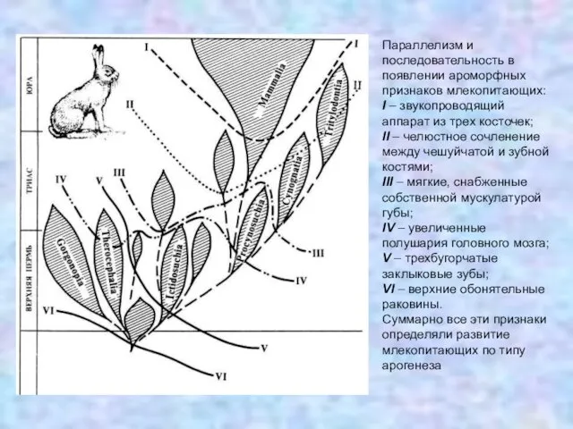 Параллелизм и последовательность в появлении ароморфных признаков млекопитающих: I –