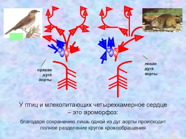 благодаря сохранению лишь одной из дуг аорты происходит полное разделение