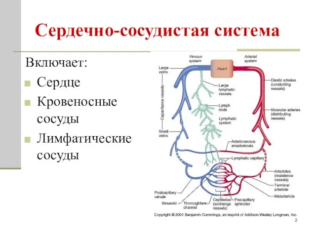 Сердечно-сосудистая система Включает: Сердце Кровеносные сосуды Лимфатические сосуды