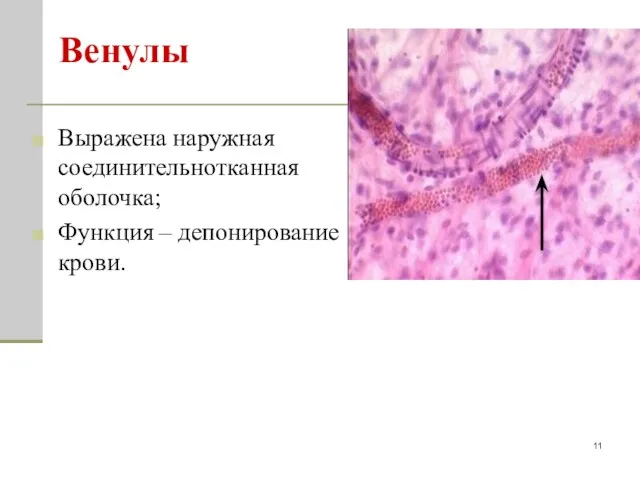 Венулы Выражена наружная соединительнотканная оболочка; Функция – депонирование крови.