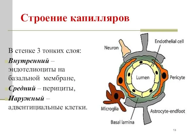 Строение капилляров В стенке 3 тонких слоя: Внутренний –эндотелиоциты на