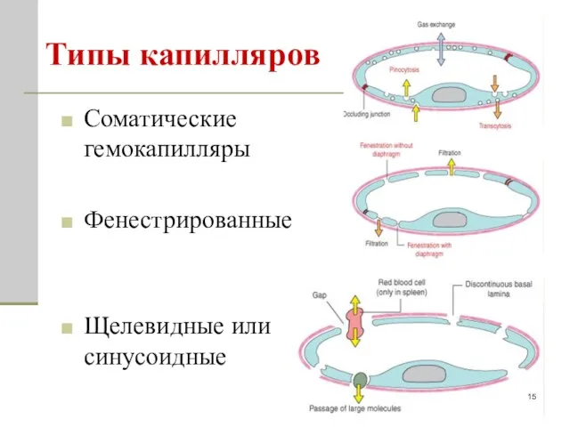 Типы капилляров Соматические гемокапилляры Фенестрированные Щелевидные или синусоидные