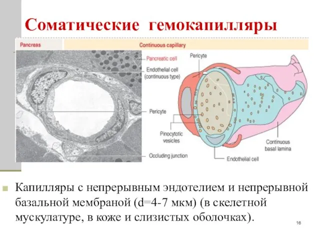 Соматические гемокапилляры Капилляры с непрерывным эндотелием и непрерывной базальной мембраной