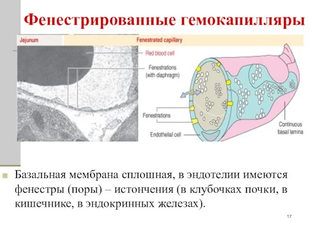 Фенестрированные гемокапилляры Базальная мембрана сплошная, в эндотелии имеются фенестры (поры)