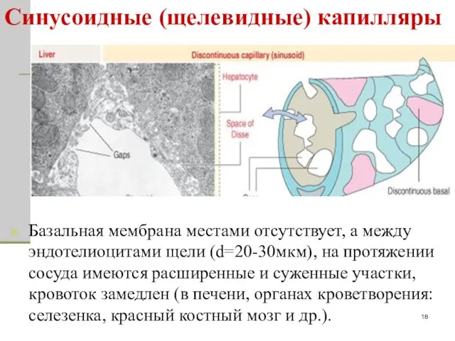 Синусоидные (щелевидные) капилляры Базальная мембрана местами отсутствует, а между эндотелиоцитами