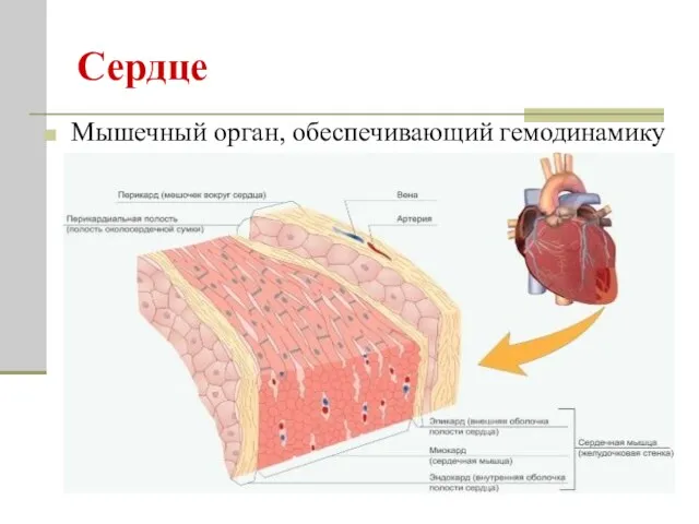 Сердце Мышечный орган, обеспечивающий гемодинамику