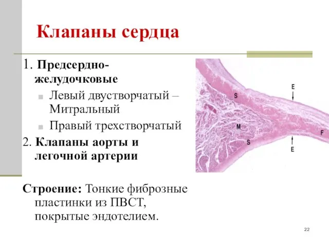 Клапаны сердца 1. Предсердно-желудочковые Левый двустворчатый – Митральный Правый трехстворчатый