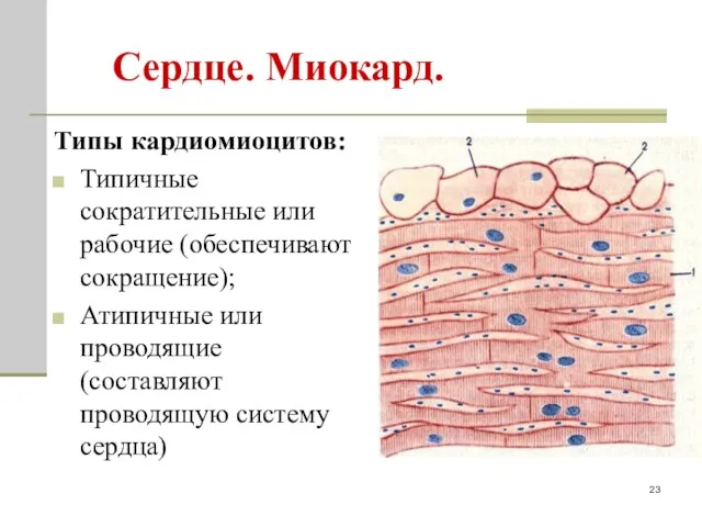 Сердце. Миокард. Типы кардиомиоцитов: Типичные сократительные или рабочие (обеспечивают сокращение);