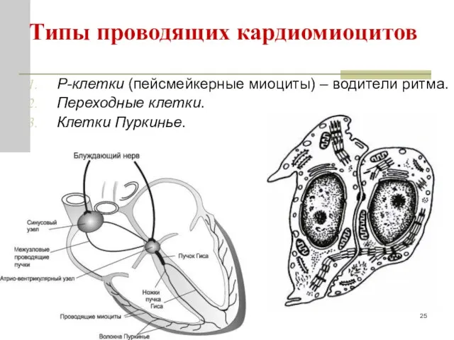 Типы проводящих кардиомиоцитов P-клетки (пейсмейкерные миоциты) – водители ритма. Переходные клетки. Клетки Пуркинье.