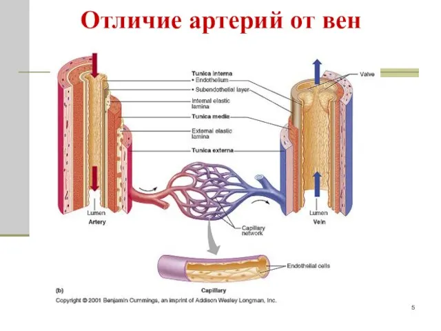 Отличие артерий от вен