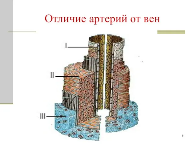 Отличие артерий от вен