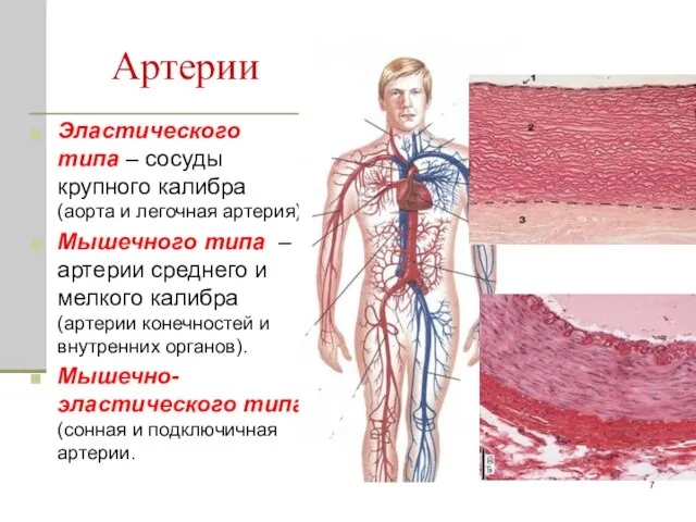 Артерии Эластического типа – сосуды крупного калибра (аорта и легочная