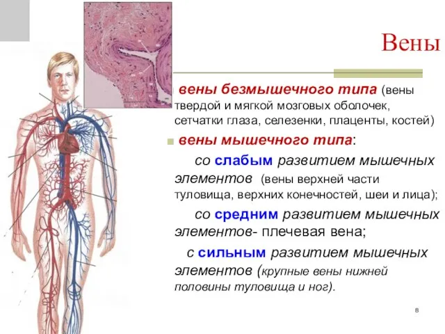 Вены вены безмышечного типа (вены твердой и мягкой мозговых оболочек,