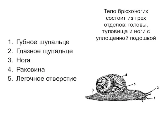 Тело брюхоногих состоит из трех отделов: головы, туловища и ноги