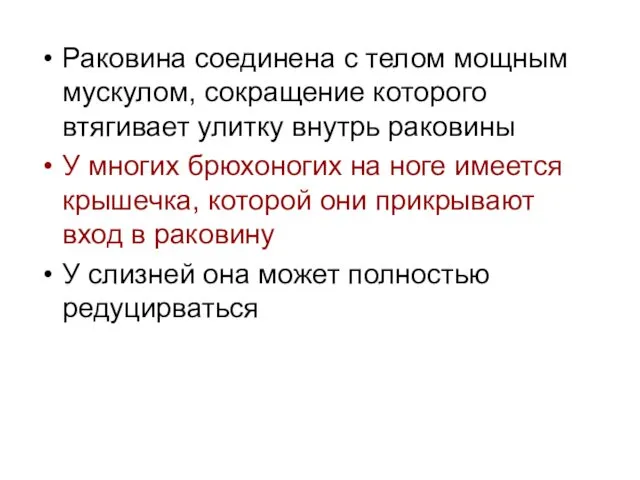 Раковина соединена с телом мощным мускулом, сокращение которого втягивает улитку