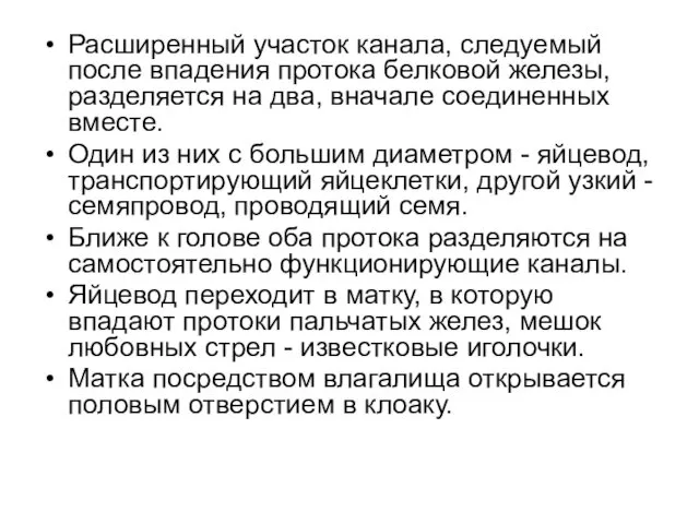 Расширенный участок канала, следуемый после впадения протока белковой железы, разделяется