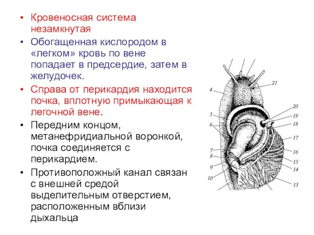 Кровеносная система незамкнутая Обогащенная кислородом в «легком» кровь по вене