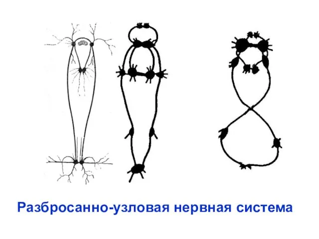 Разбросанно-узловая нервная система