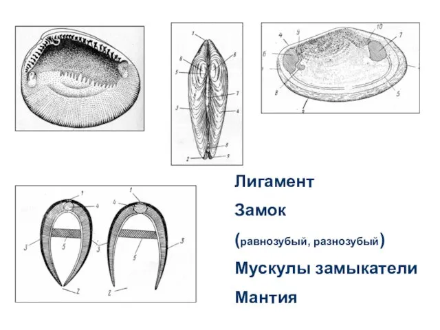 Лигамент Замок (равнозубый, разнозубый) Мускулы замыкатели Мантия