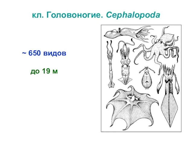 кл. Головоногие. Cephalopoda ~ 650 видов до 19 м