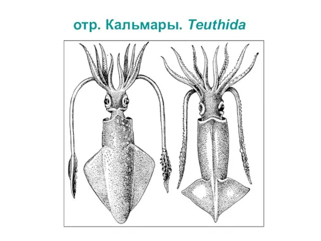 отр. Кальмары. Teuthida