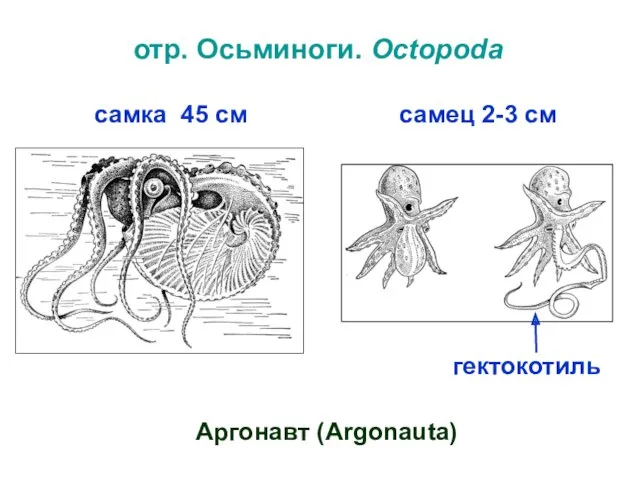 отр. Осьминоги. Octopoda Аргонавт (Argonauta) самка 45 см самец 2-3 см гектокотиль