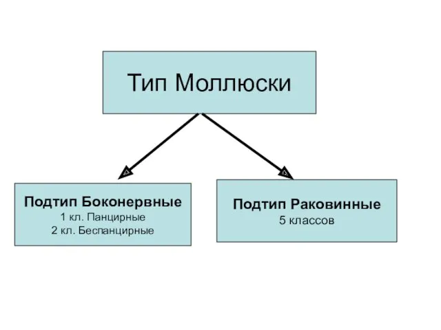 Тип Моллюски Подтип Боконервные 1 кл. Панцирные 2 кл. Беспанцирные Подтип Раковинные 5 классов