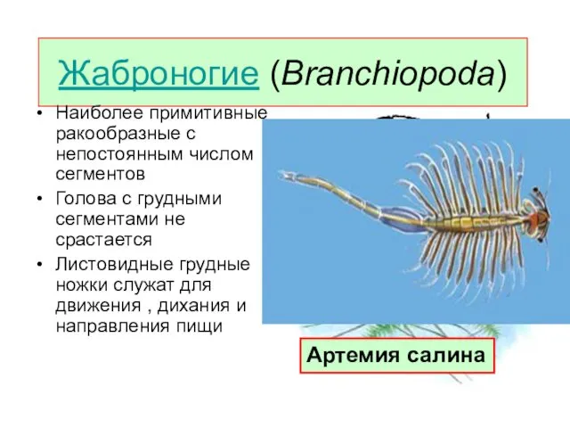 Жаброногие (Branchiopoda) Наиболее примитивные ракообразные с непостоянным числом сегментов Голова