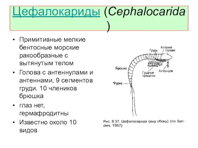 Цефалокариды (Cephalocarida) Примитивные мелкие бентосные морские ракообразные с вытянутым телом