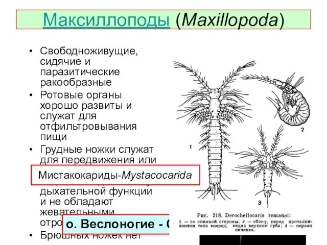 Максиллоподы (Maxillopoda) Свободноживущие, сидячие и паразитические ракообразные Ротовые органы хорошо