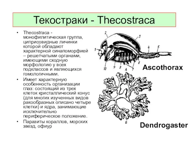 Текостраки - Thecostraca Thecostraca - монофилитическая группа, циприсовидные личинки которой
