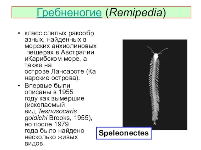 Гребненогие (Remipedia) класс слепых ракообразных, найденных в морских анхиолиновых пещерах