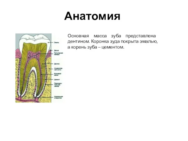Анатомия Основная масса зуба представлена дентином. Коронка зуда покрыта эмалью, а корень зуба – цементом.