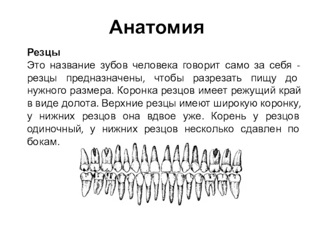 Анатомия Резцы Это название зубов человека говорит само за себя - резцы предназначены,