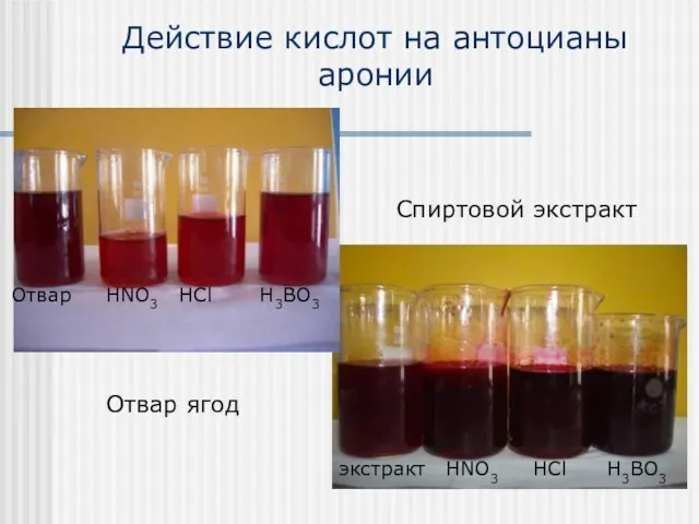 Действие кислот на антоцианы аронии Отвар ягод Спиртовой экстракт Отвар