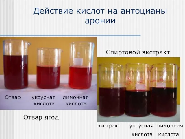 Действие кислот на антоцианы аронии Отвар ягод Спиртовой экстракт Отвар