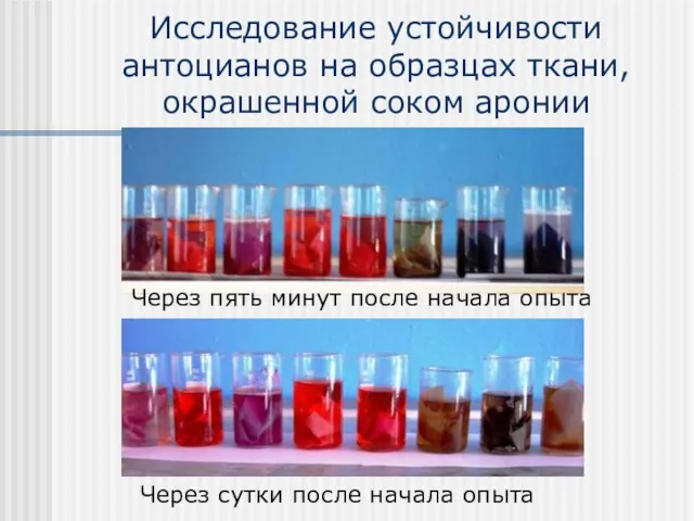 Исследование устойчивости антоцианов на образцах ткани, окрашенной соком аронии Через