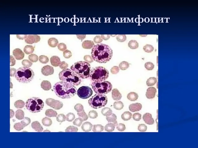 Нейтрофилы и лимфоцит