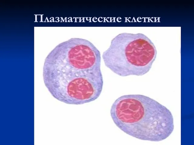 Плазматические клетки