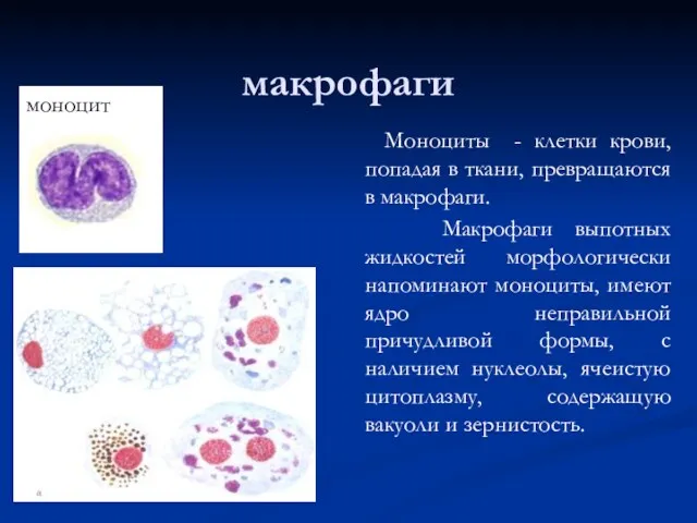 макрофаги моноцит Моноциты - клетки крови, попадая в ткани, превращаются в макрофаги. Макрофаги