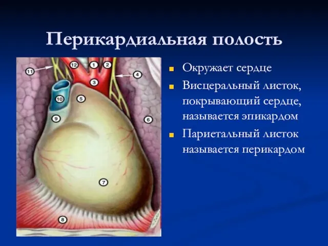 Перикардиальная полость Окружает сердце Висцеральный листок, покрывающий сердце, называется эпикардом Париетальный листок называется перикардом