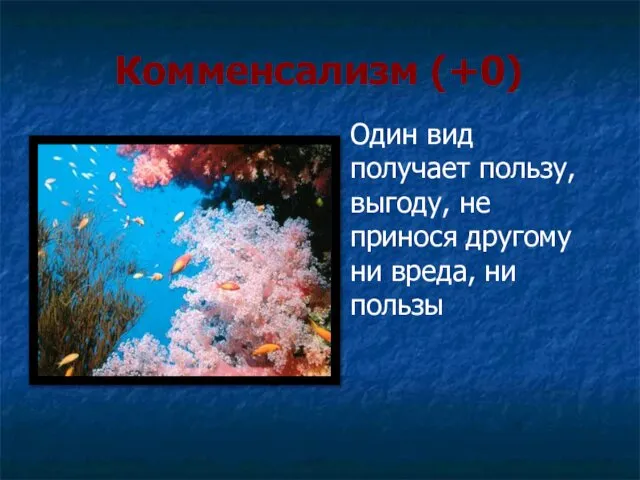 Комменсализм (+0) Один вид получает пользу, выгоду, не принося другому ни вреда, ни пользы