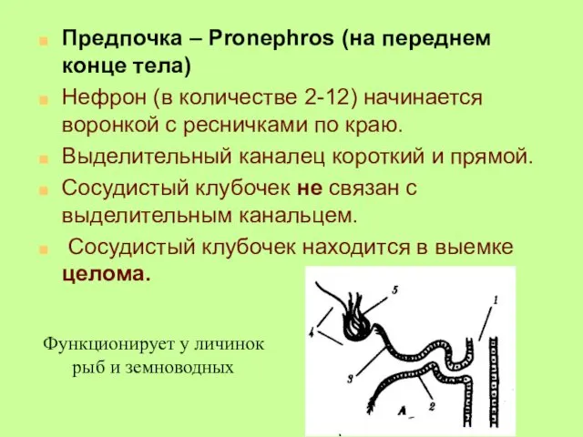 Предпочка – Pronephros (на переднем конце тела) Нефрон (в количестве 2-12) начинается воронкой
